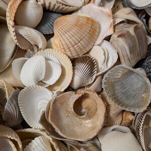 Shells, Rocks and Shark's Teeth